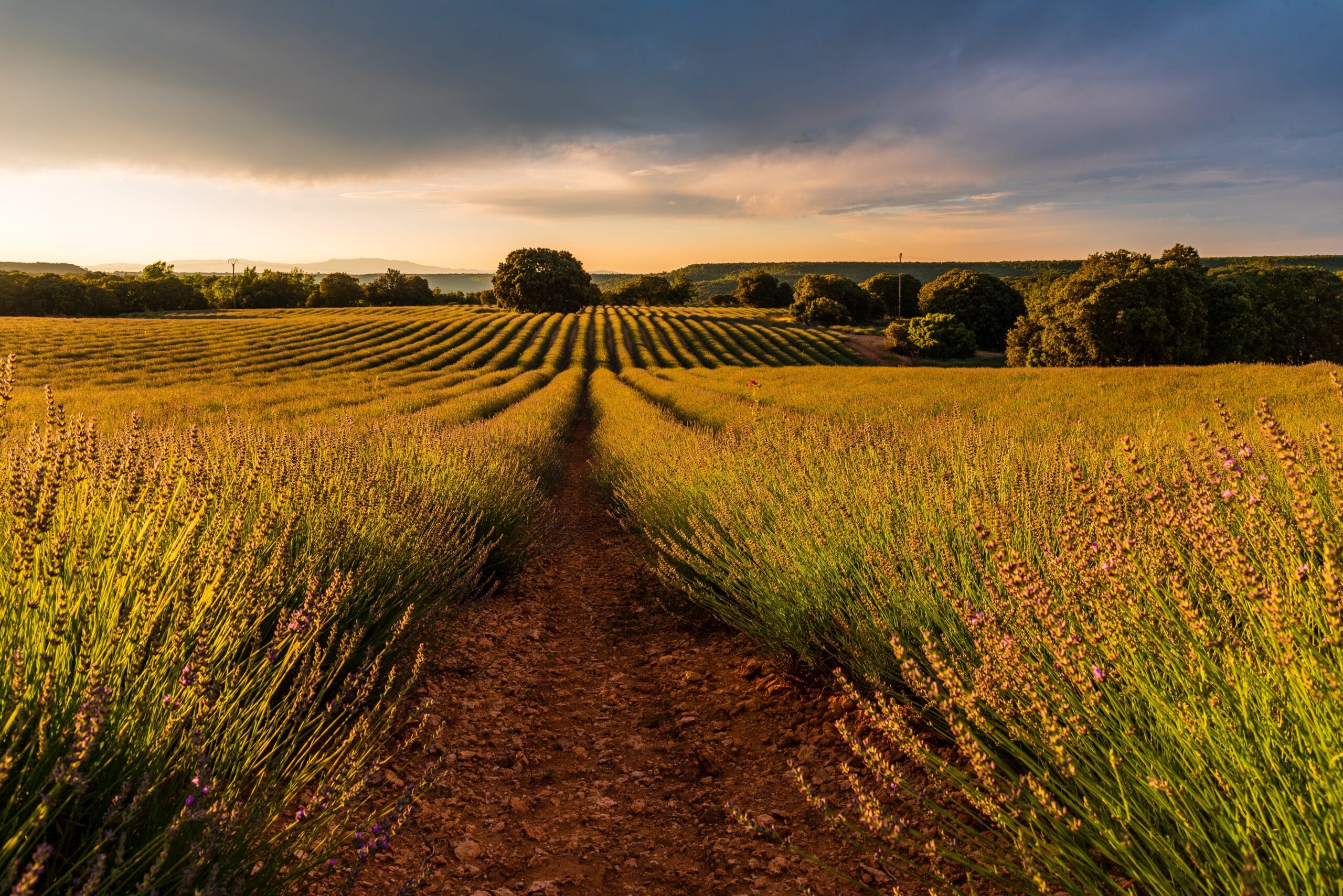 Lavender fields Summer sunset landscape in Brihuega - Welzijn De Bron | Persoonlijke Groei & Balans
